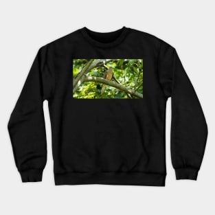 Mourning Dove Perched In a Tree Crewneck Sweatshirt